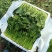 精品大棚菠菜大棚菠菜大量上市实力代办一手货源基地直发