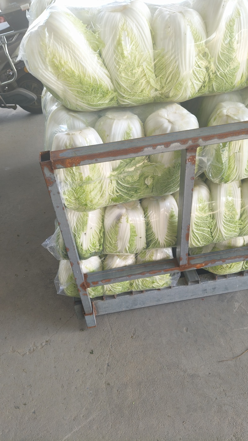 黄心白菜大量上市/大量供应/整车供应/