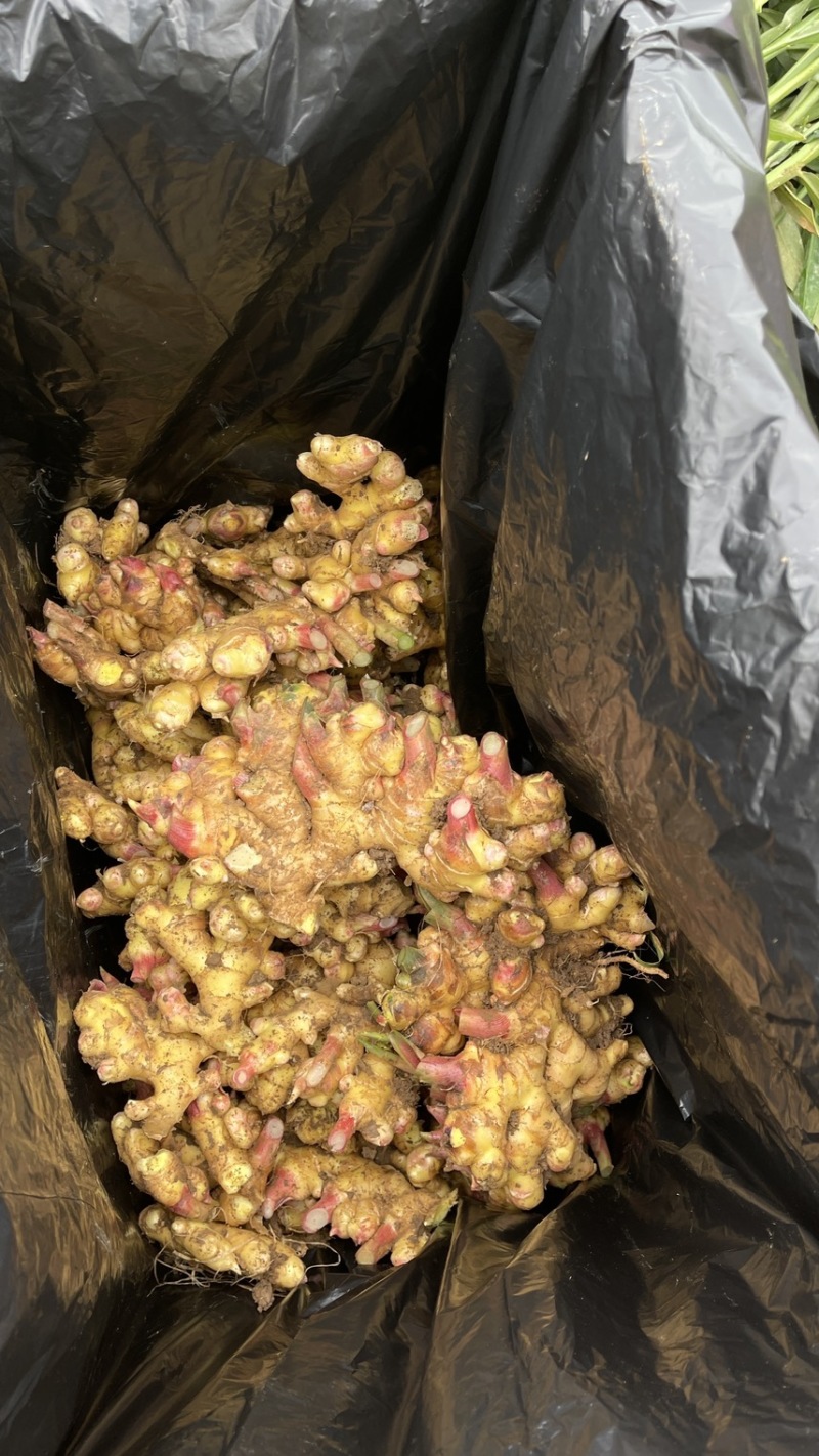 云南文山老品种小黄姜辛辣味足煲汤养生必选