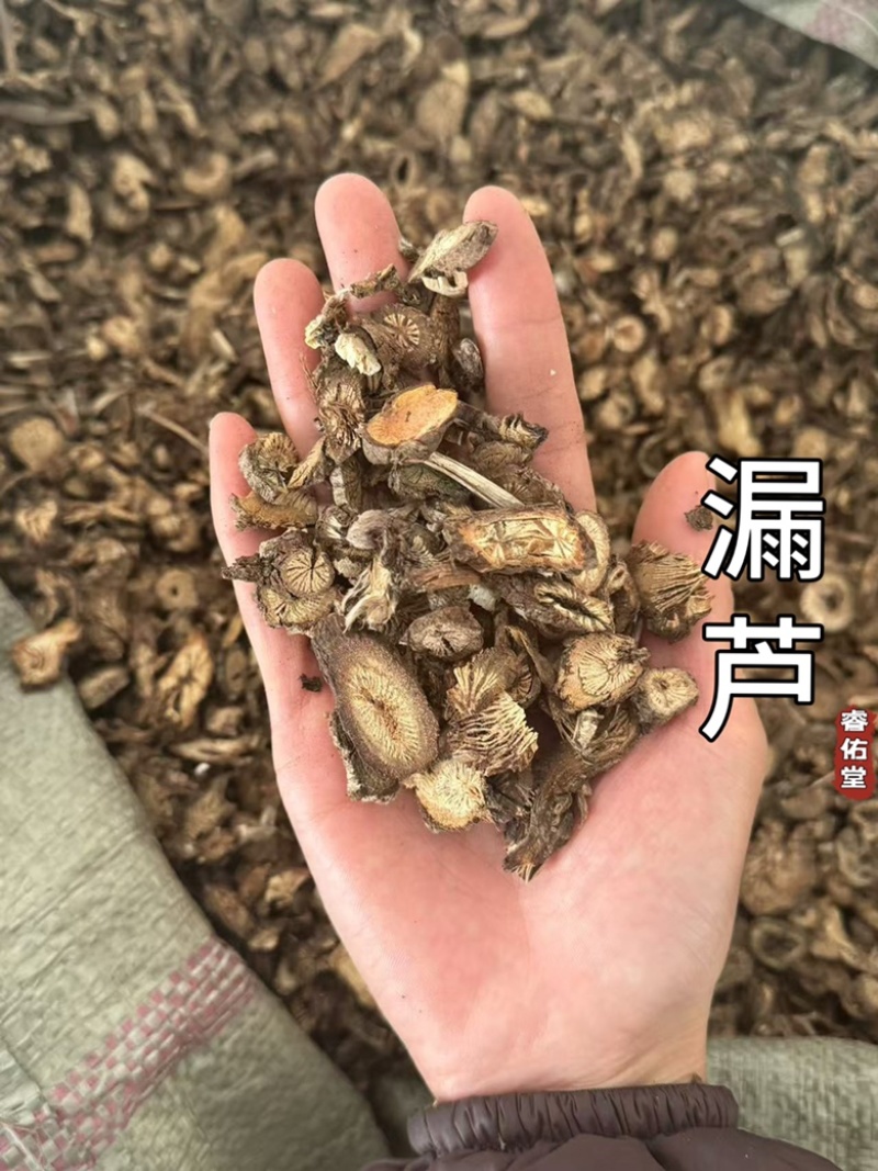漏芦实拍漏芦根现货发货如图超干净发货前过筛