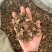 漏芦实拍漏芦根现货发货如图超干净发货前过筛