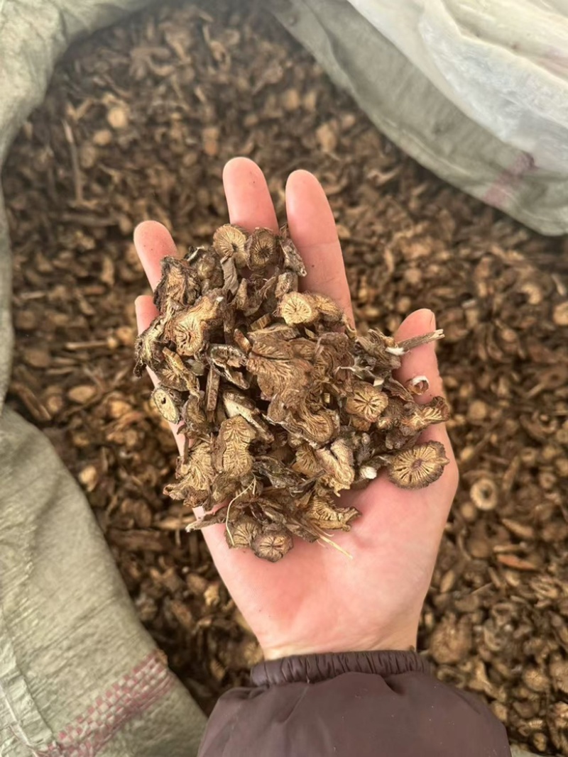 漏芦实拍漏芦根现货发货如图超干净发货前过筛