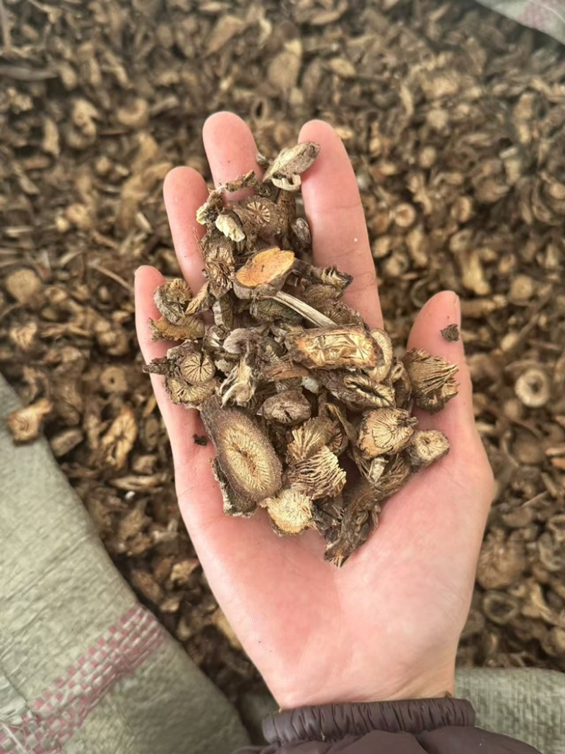 漏芦实拍漏芦根现货发货如图超干净发货前过筛