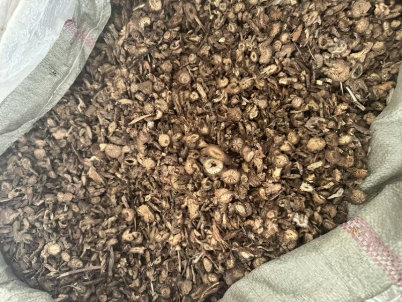 漏芦实拍漏芦根现货发货如图超干净发货前过筛