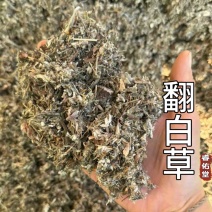 翻白草正品实拍干货干净发货如图现货翻白草