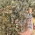 翻白草正品实拍干货干净发货如图现货翻白草