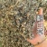 翻白草正品实拍干货干净发货如图现货翻白草