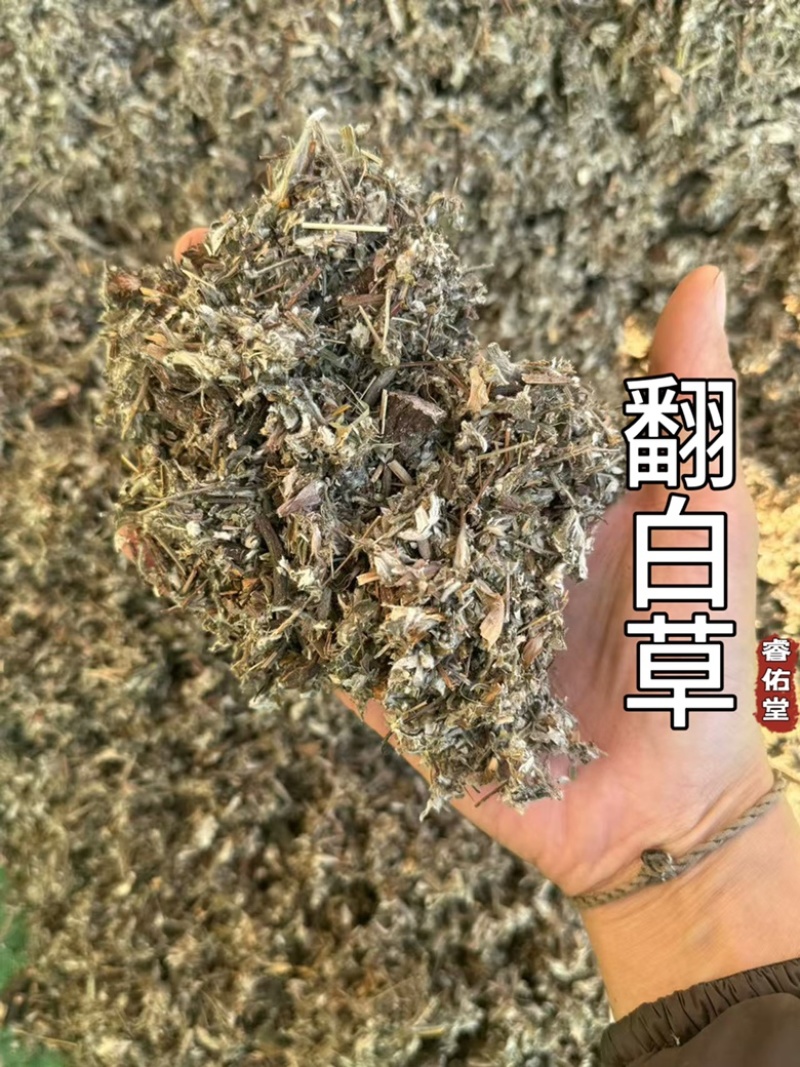 翻白草正品实拍干货干净发货如图现货翻白草