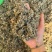 翻白草正品实拍干货干净发货如图现货翻白草