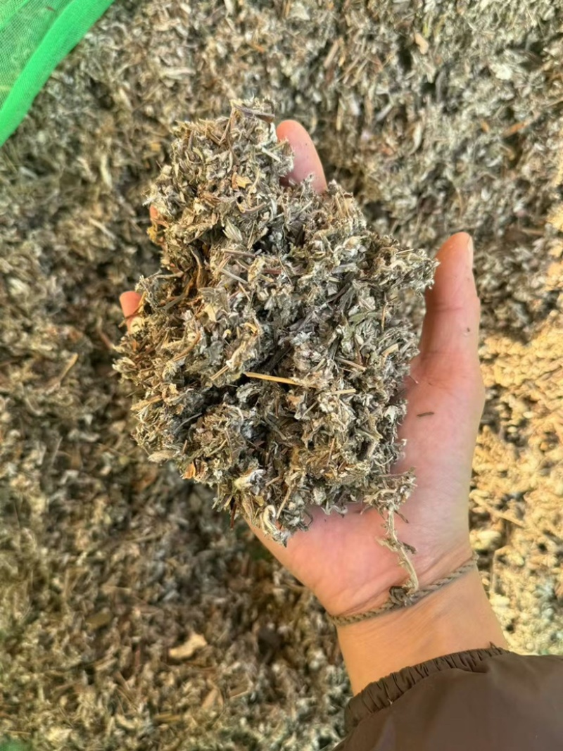 翻白草正品实拍干货干净发货如图现货翻白草