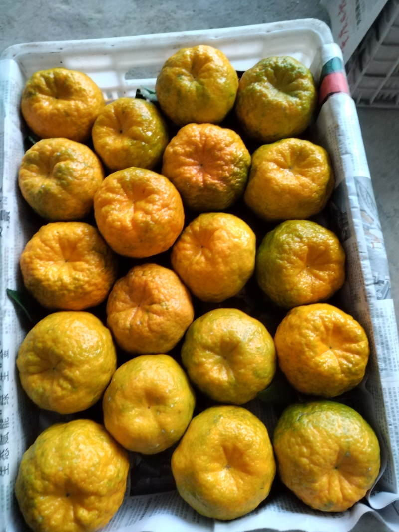 云南椪柑大量出销
