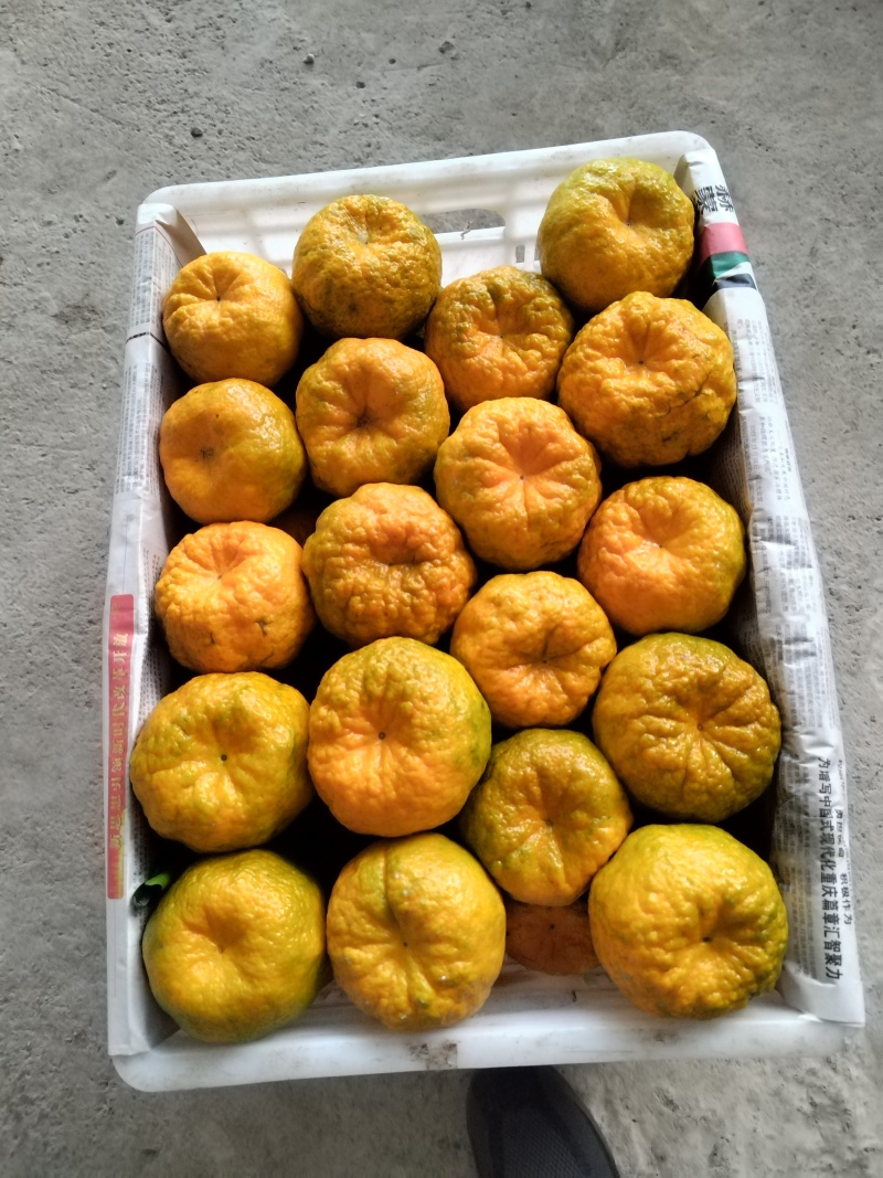 云南椪柑大量出销