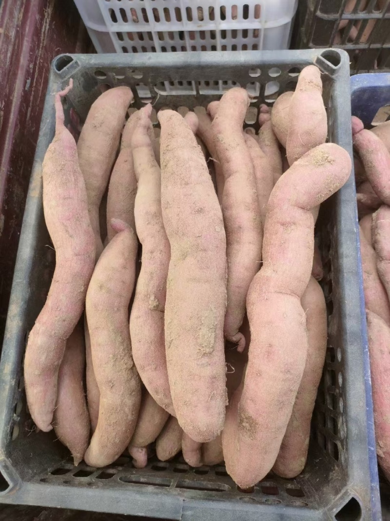 陕西延安延长农家***绿色老品种红薯