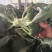 耐寒优秀西蓝花冷棚种植河南基地直发质量保证对接商超