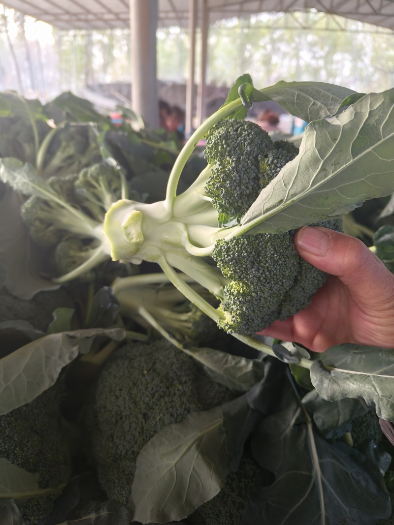 耐寒优秀西蓝花冷棚种植河南基地直发质量保证对接商超