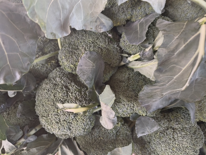 耐寒优秀西蓝花冷棚种植河南基地直发质量保证对接商超