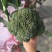 耐寒优秀西蓝花冷棚种植河南基地直发质量保证对接商超