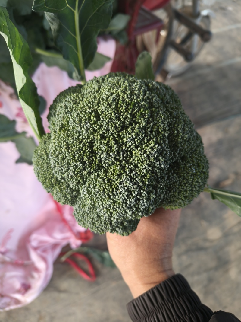 耐寒优秀西蓝花冷棚种植河南基地直发质量保证对接商超