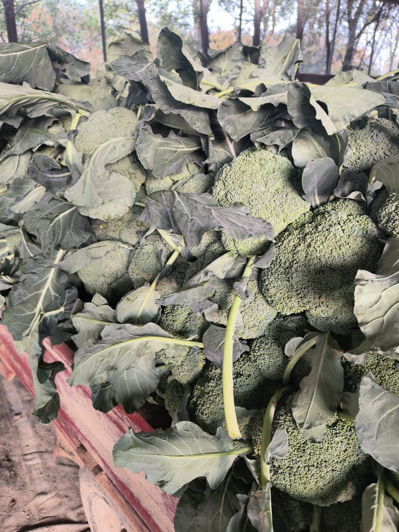耐寒优秀西蓝花冷棚种植河南基地直发质量保证对接商超