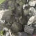 耐寒优秀西蓝花冷棚种植河南基地直发质量保证对接商超