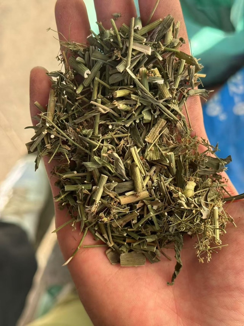 柴胡苗柴胡苗干货现货发货如图实拍