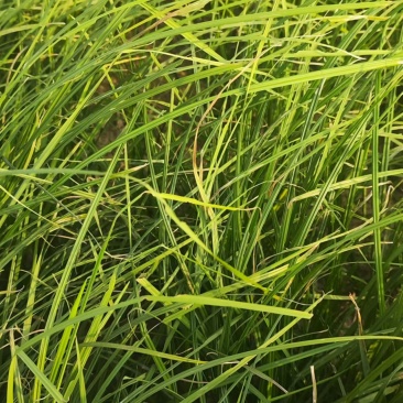 洞庭湖苔草18个蛋白是代替苜蓿草的理想草料