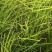 洞庭湖苔草18个蛋白是代替苜蓿草的理想草料