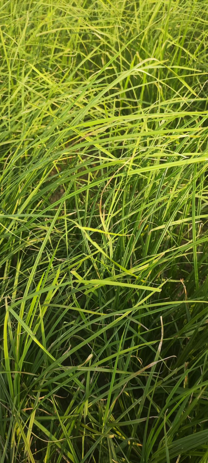 洞庭湖苔草18个蛋白是代替苜蓿草的理想草料