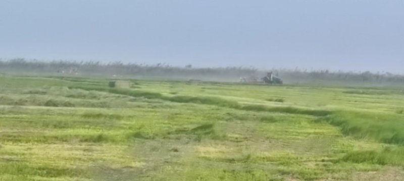 洞庭湖苔草18个蛋白是代替苜蓿草的理想草料
