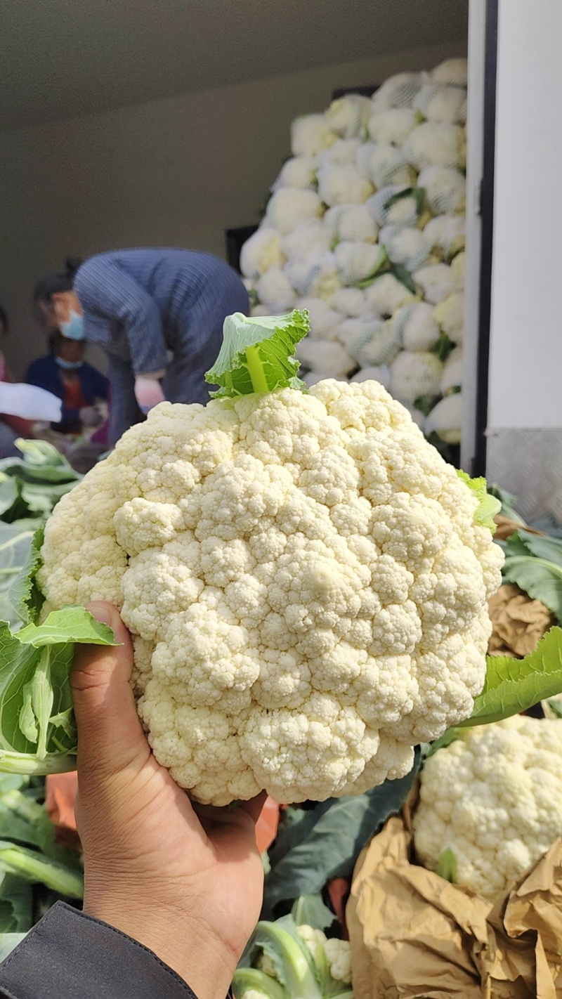 优质高品质纸包有机花菜，产地直发一手货源对接全国市场档口