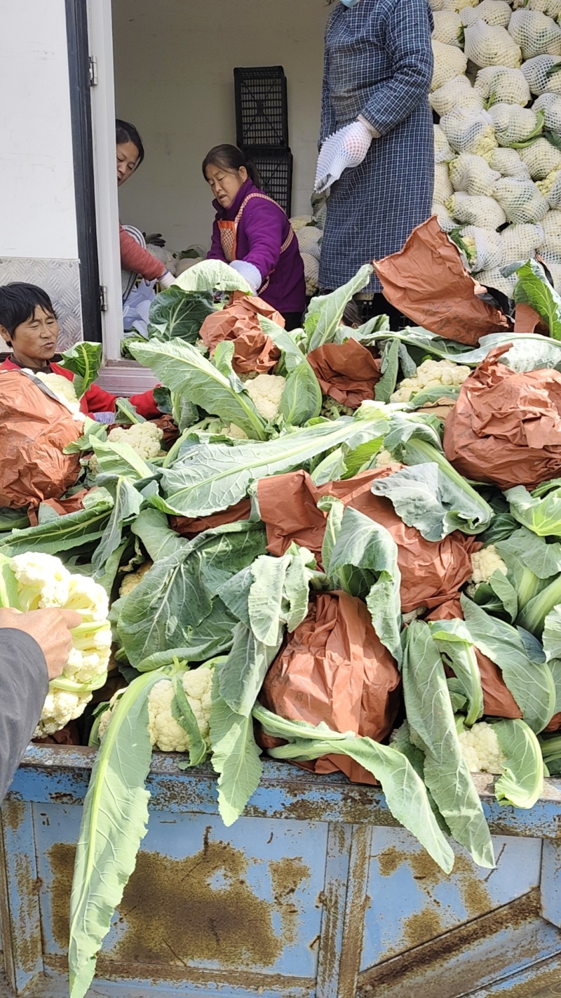 优质高品质纸包有机花菜，产地直发一手货源对接全国市场档口