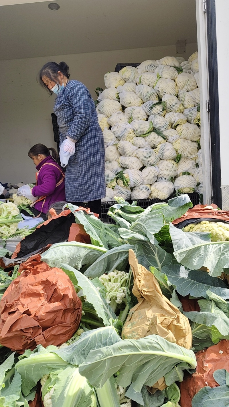 优质高品质纸包有机花菜，产地直发一手货源对接全国市场档口