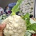 优质高品质纸包有机花菜，产地直发一手货源对接全国市场档口