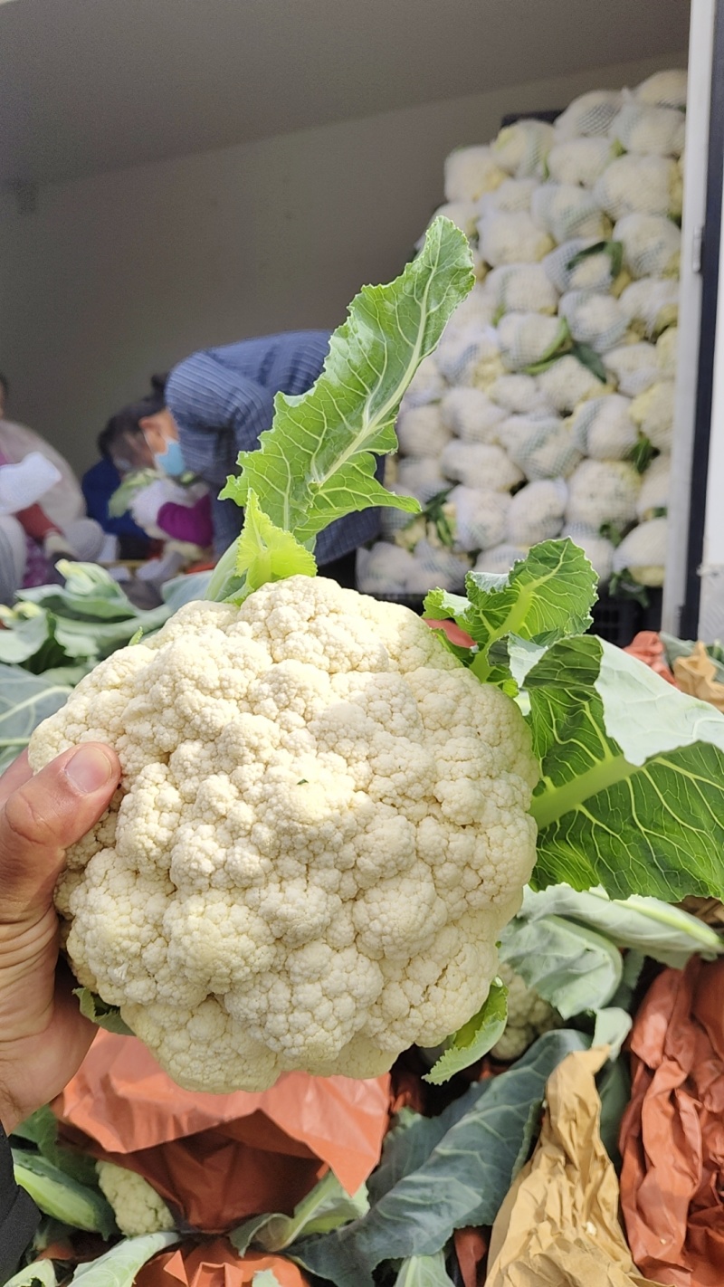 优质高品质纸包有机花菜，产地直发一手货源对接全国市场档口
