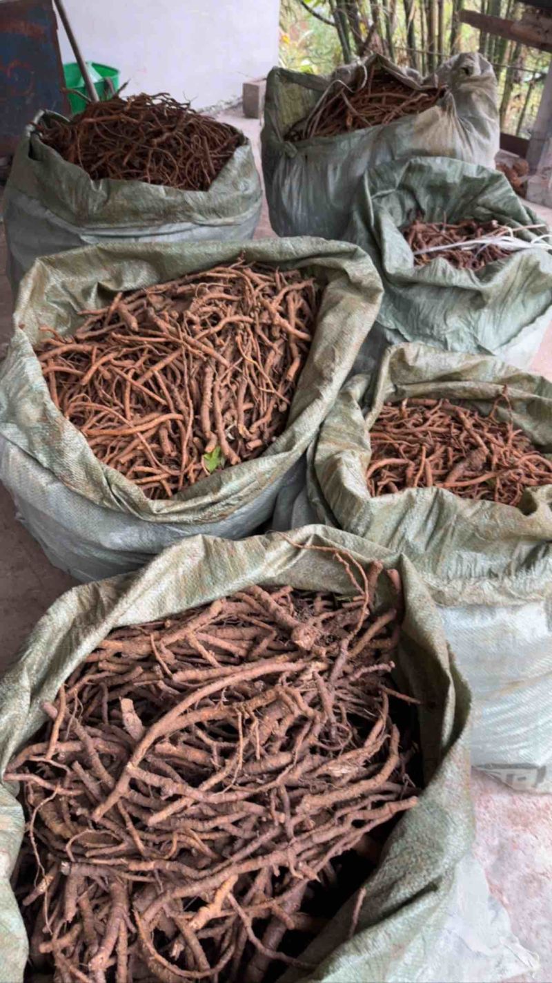 大通草根大量供应，货源充足，量大从优，支持零售批发