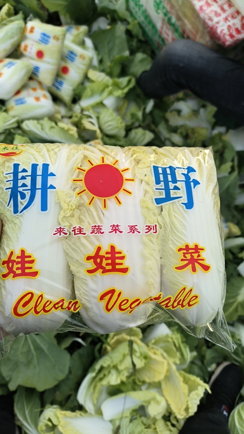 精品娃娃菜