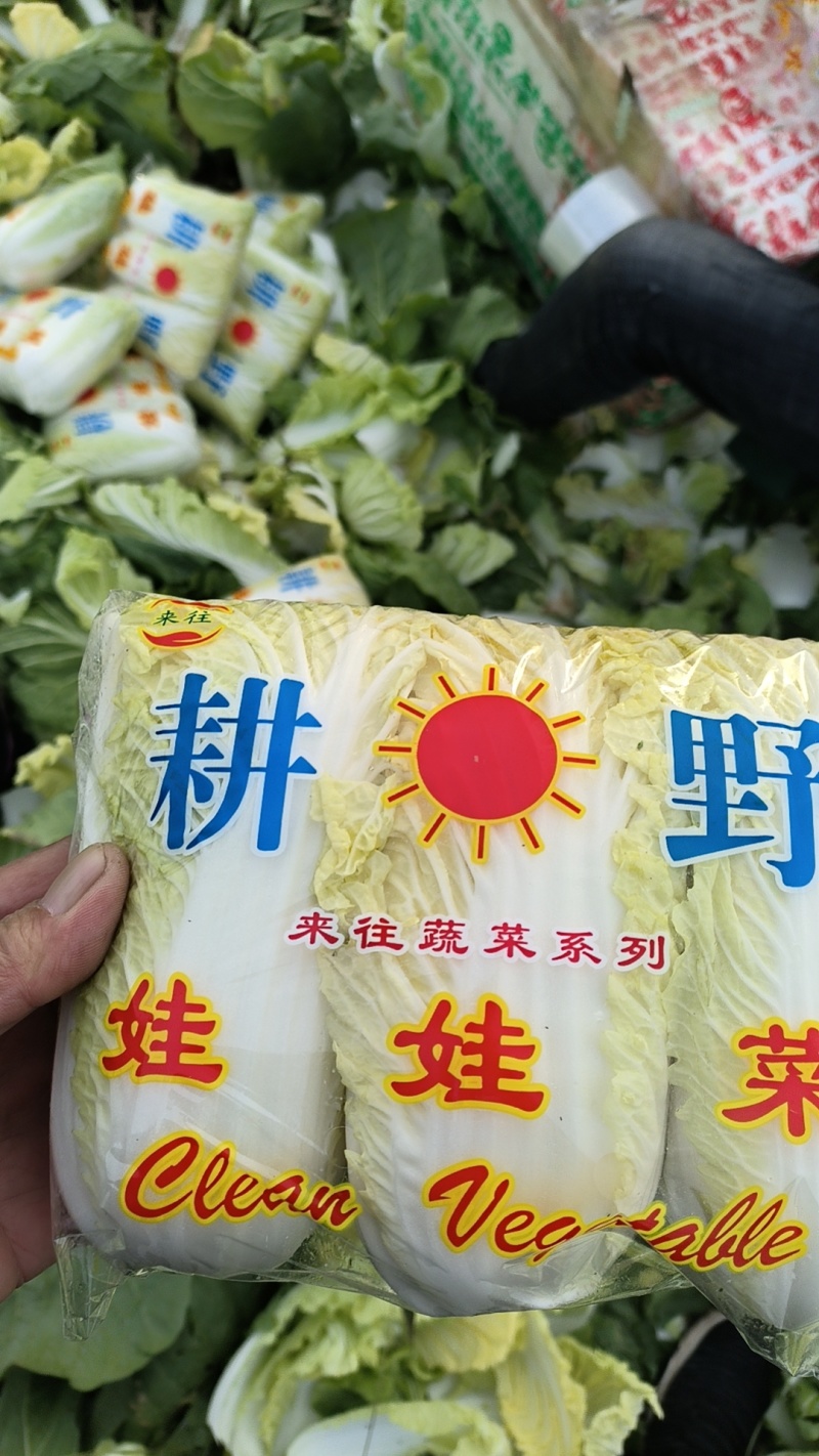 精品娃娃菜