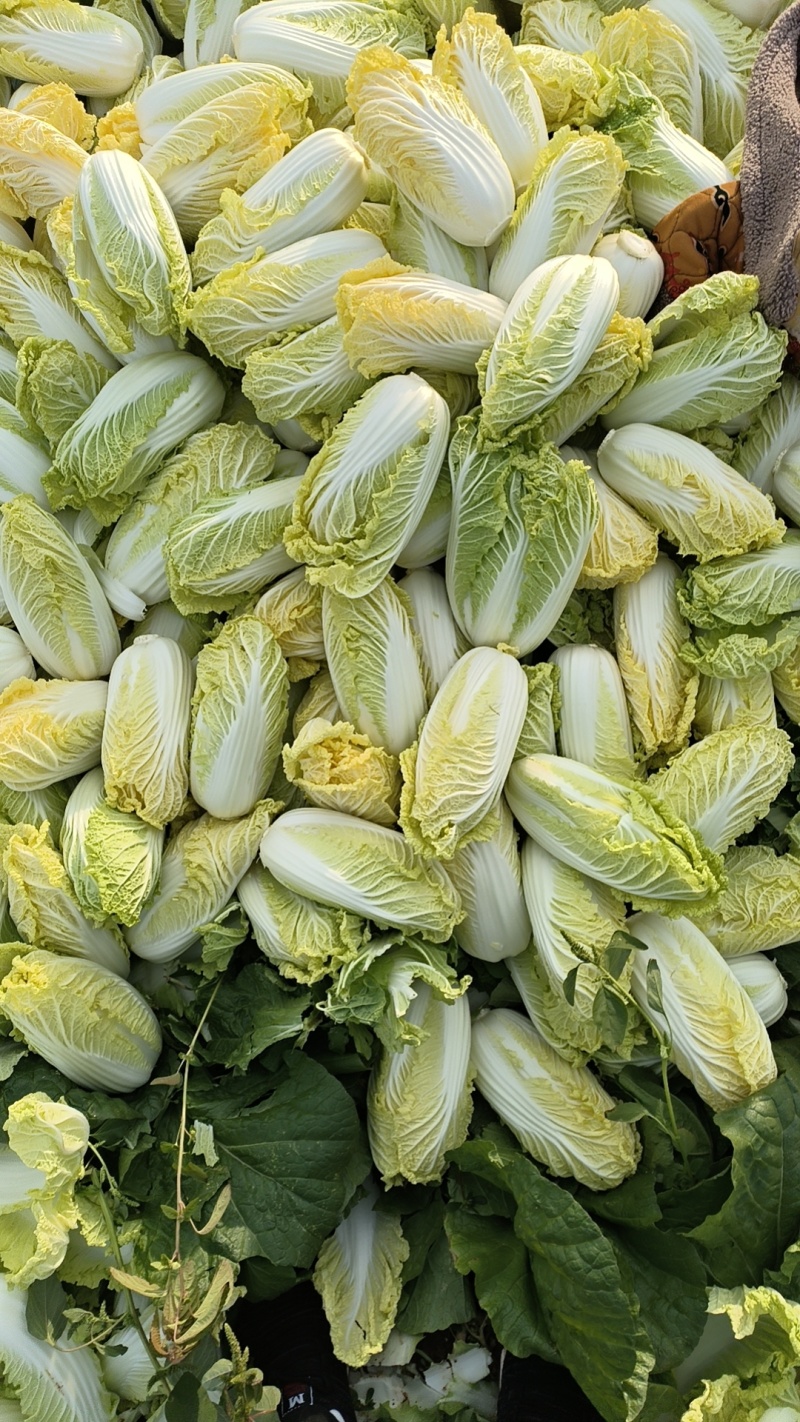 精品娃娃菜