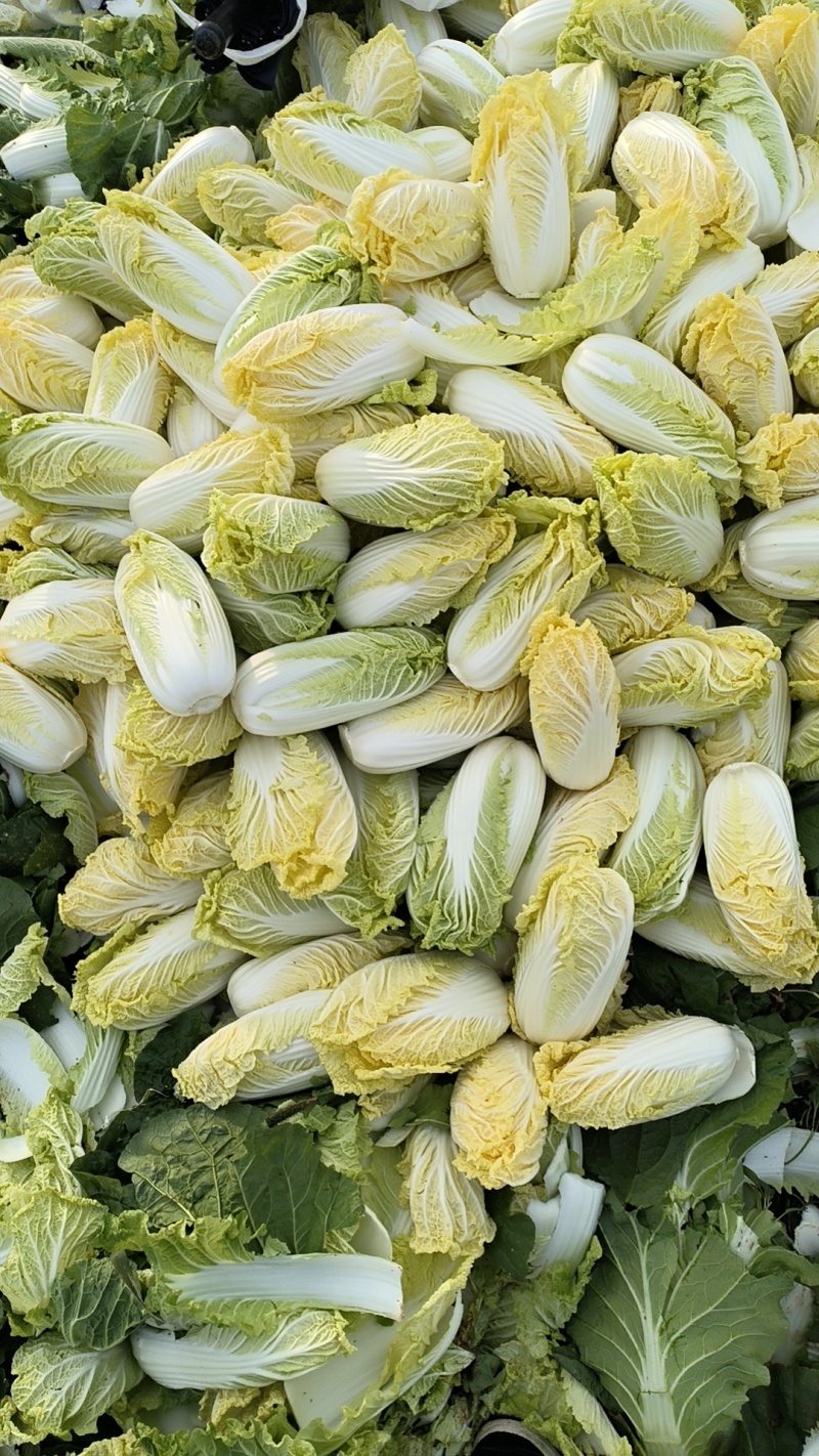 精品娃娃菜