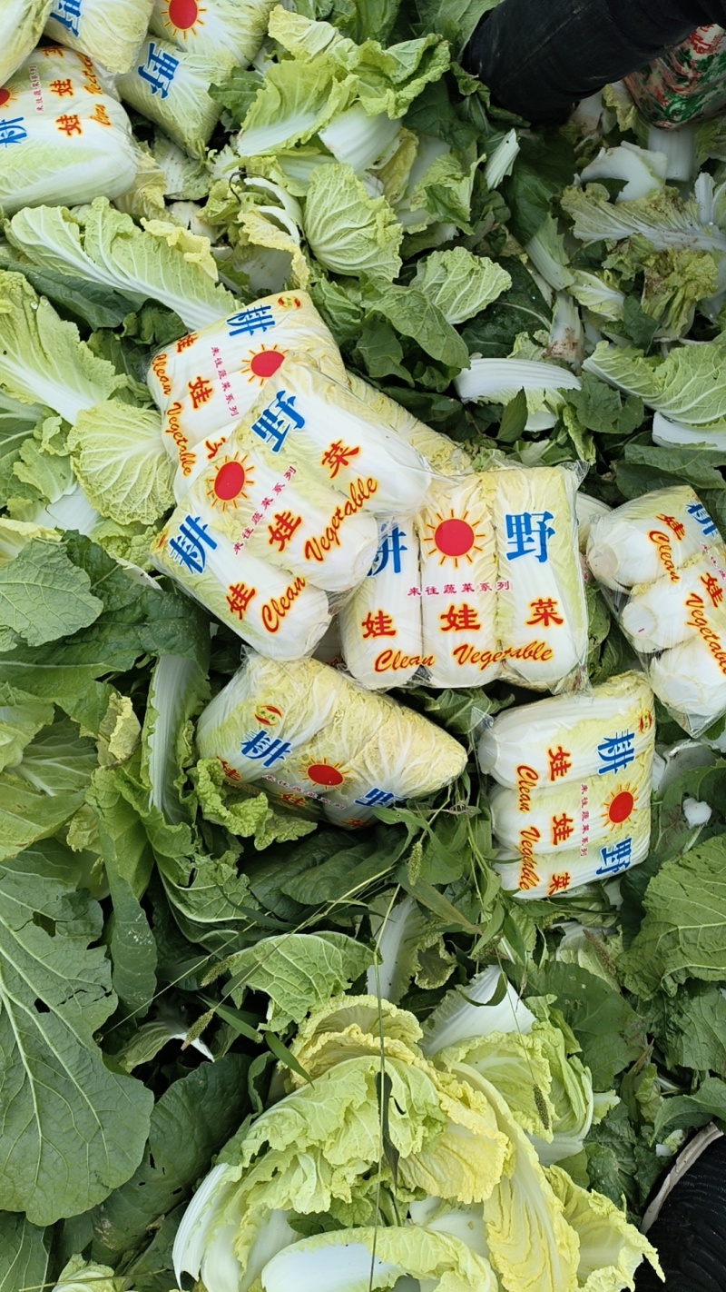 精品娃娃菜