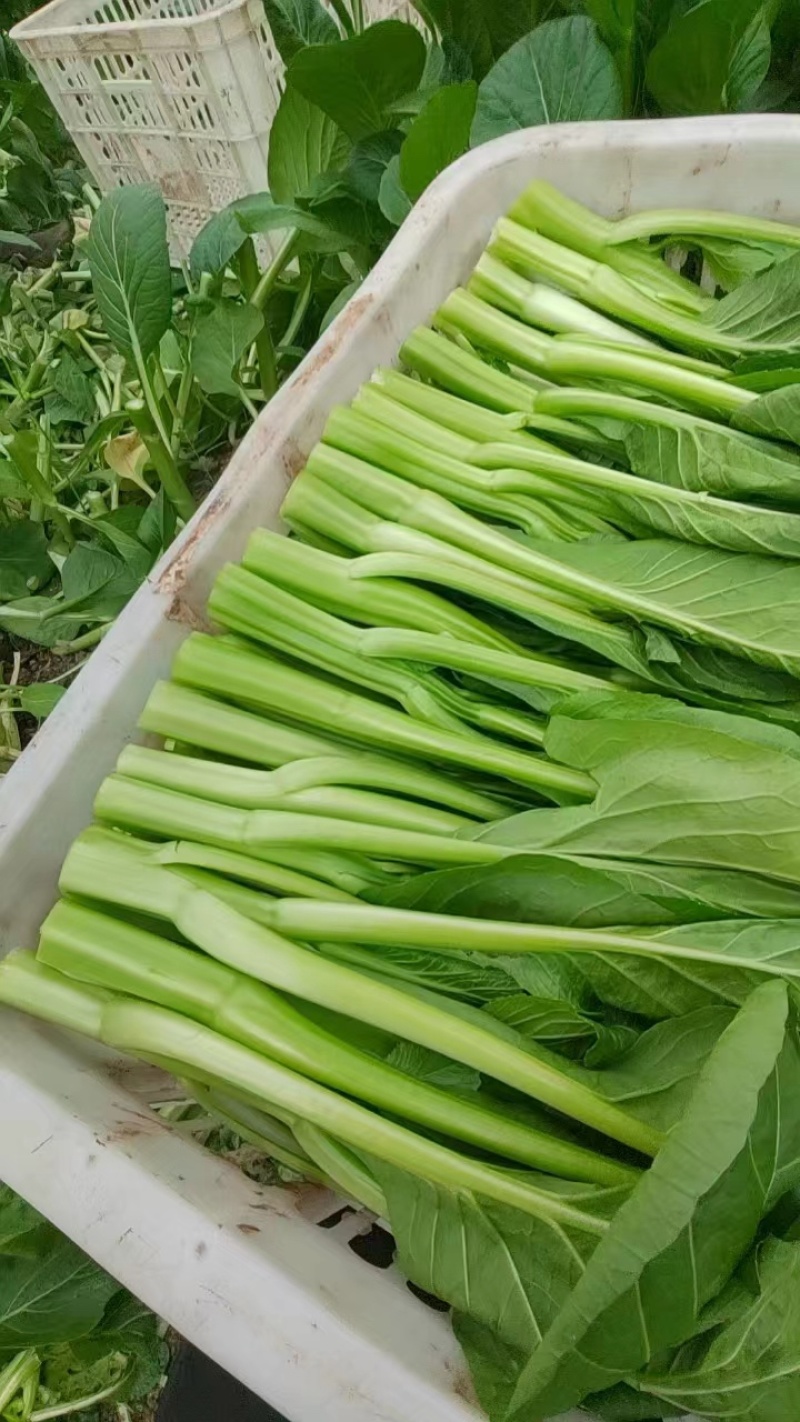 【新鲜上市】广东菜心鲜嫩清甜菜心菜苔绿叶对接商超市场