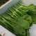 【新鲜上市】广东菜心鲜嫩清甜菜心菜苔绿叶对接商超市场