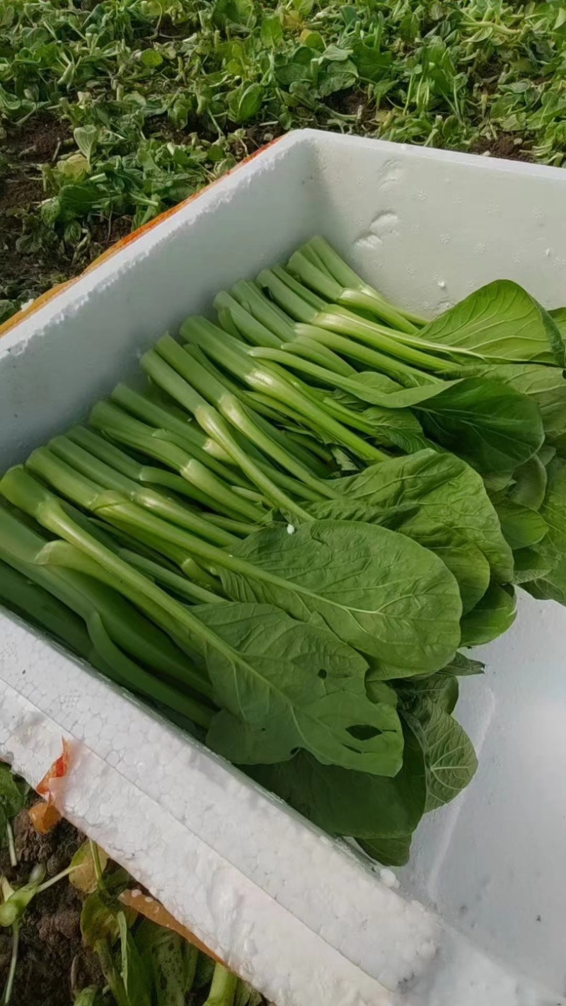 【新鲜上市】广东菜心鲜嫩清甜菜心菜苔绿叶对接商超市场