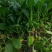 【新鲜上市】广东菜心鲜嫩清甜菜心菜苔绿叶对接商超市场
