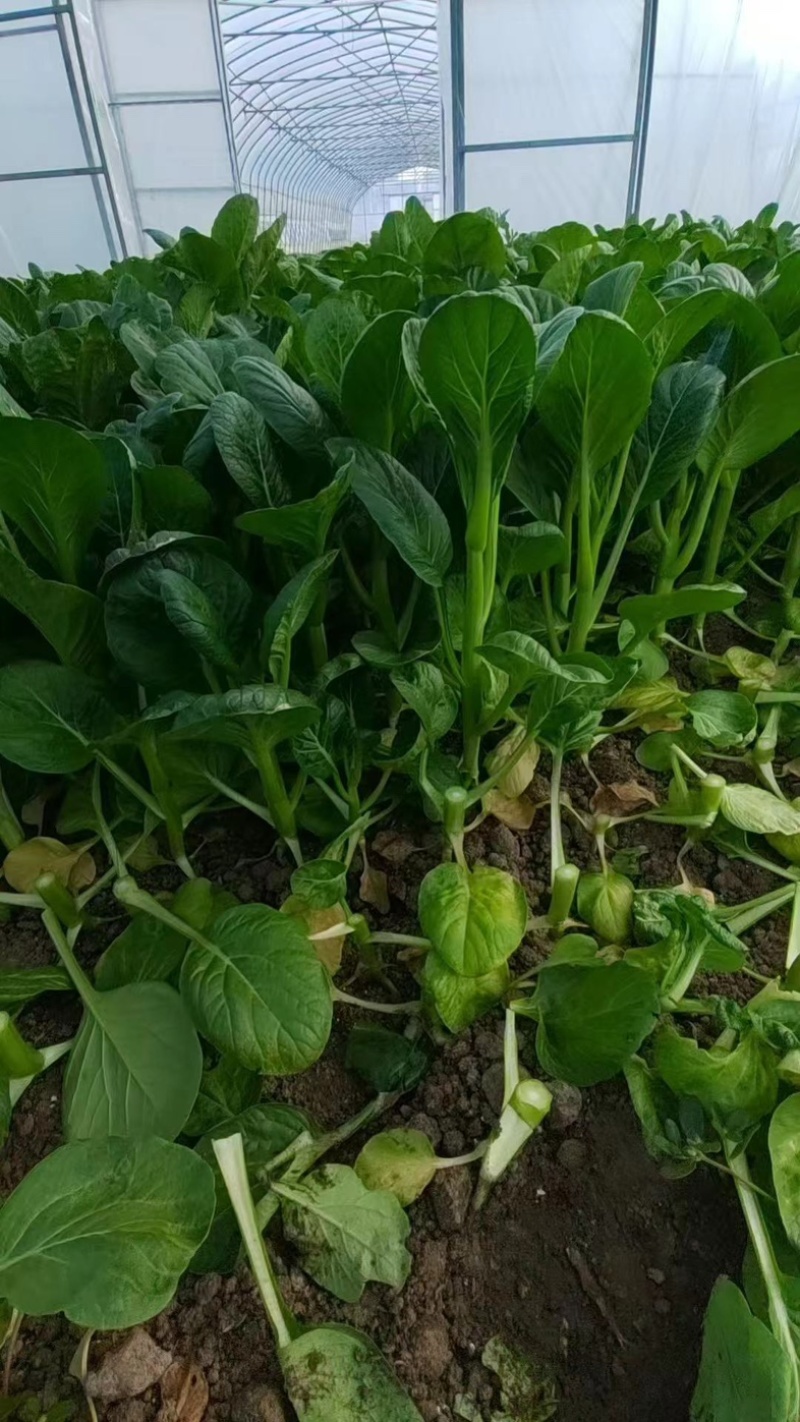 【新鲜上市】广东菜心鲜嫩清甜菜心菜苔绿叶对接商超市场