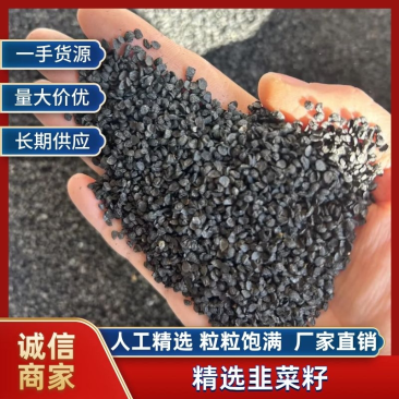 【实力商家】中药材韭菜籽韭菜籽种子泡酒泡水精选货批发零售
