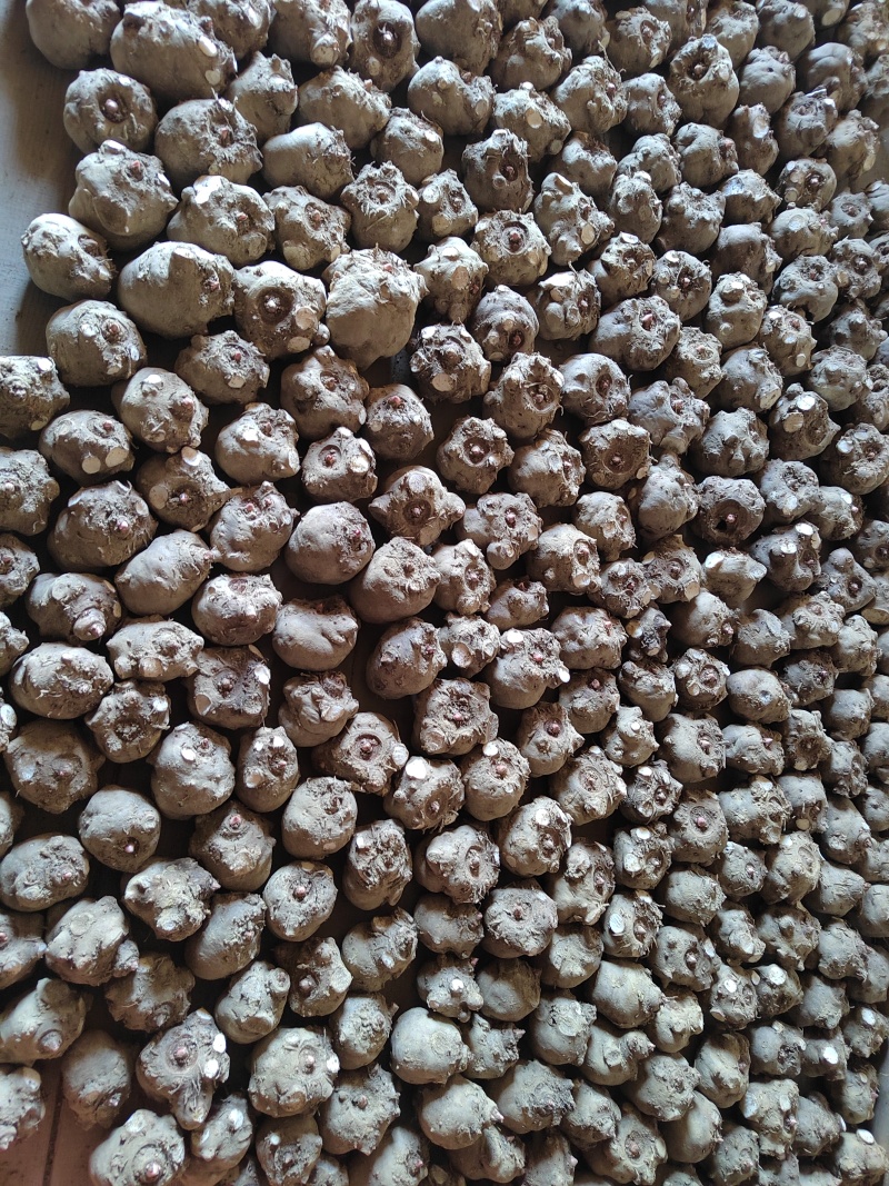 鲜魔芋，做魔芋豆腐的鲜魔芋，做豆腐白有劲到！