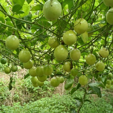 贵州榕江村超黄金百香果