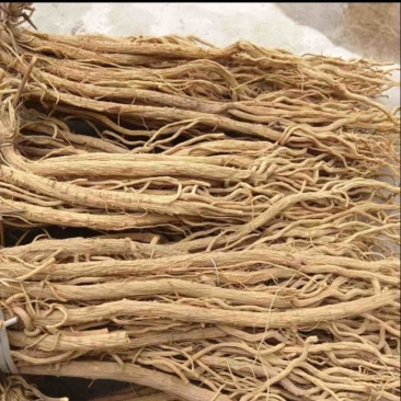 防风精品防风防风甘肃产地直发规格齐全批发零售
