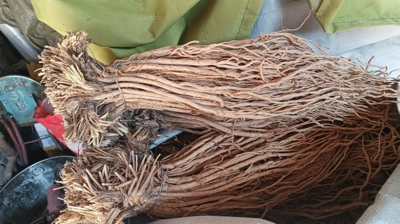 防风精品防风防风甘肃产地直发规格齐全批发零售